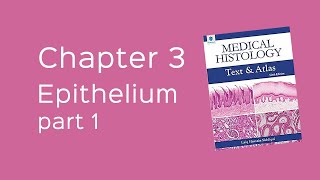 Epithelium part 1 Laiq Hussain Histology  Be En [upl. by Arinayed]