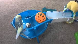 Different techniques that a budgie uses to retrieve his toy [upl. by Harp787]