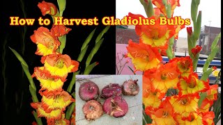 How to Harvest Gladiolus Bulbs  Storage of Gladiolus Bulbs  Collect Gladiolus Bulbs for Next Year [upl. by Ainafetse]