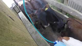 Injecting The Calves With B12 Copper And Drenching Them For Worms [upl. by Chuah]