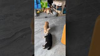 Funny dog videos  Puppy Videos for puppy to watch  dogshorts funnypets animals Petfunshort [upl. by Anikahs]