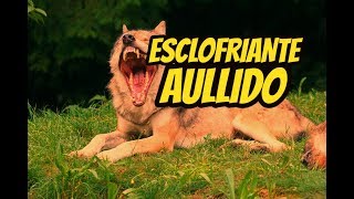 ASI SUENA UNA MANADA DE COYOTES AULLANDO HOWLING [upl. by Aniryt971]