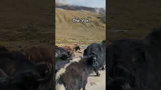 A large domesticated wild yak with shaggy hair humped shoulders and large horns subscribe short [upl. by Murielle]