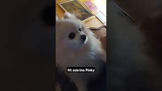 pomeranian pomerania fluffy osito littledogs [upl. by Bohaty591]