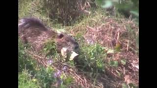 nutria che mangia [upl. by Ramirol]