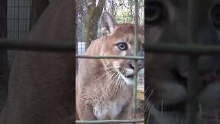 Can cougars purr shortvideos viralvideos shortsviral animals [upl. by Nykal176]