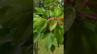 Acer Rubrum var Drummondii Red Maple nature primavera jardim bordo maple mapletree [upl. by Dewar]