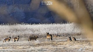 Część druga świątecznego spotkania z wilkami i znajdka fajna ba koniec dnia [upl. by Barcus]