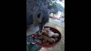 Tufted Titmouses Taking Peanuts [upl. by Hoag]