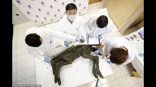 Liquid Blood Extracted From 42000 Year Old Foal Found Frozen in Siberia [upl. by Cirtemed733]