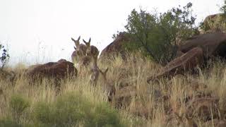 Mountain Reedbuck [upl. by Chari]