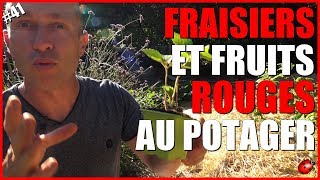 FRAISIERS amp FRUITS ROUGES AU POTAGER [upl. by Eeima]