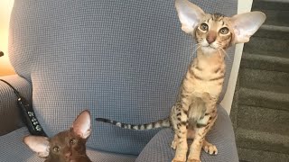 Rikki our youngest Oriental Shorthair’s first month at home [upl. by Avihs]