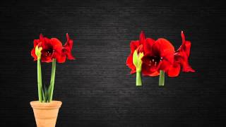 Crecimiento del Hippeastrum spp [upl. by Takara]