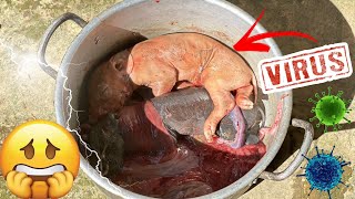 A Day of Birth and Loss  Sows have difficulty giving birth call veterinarian to help episode 1 [upl. by Akzseinga]