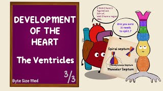 Development of the Ventricles  Spiral Septum  Development of the Heart  Part 33  Embryology [upl. by Akoek]