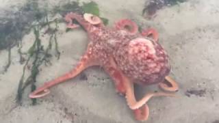 Octopus on the beach at Killiney Dublin Ireland 12th December 2016 [upl. by Trill]