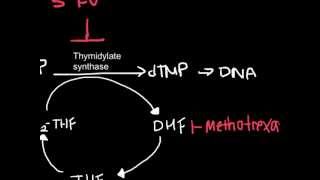 How Antineoplastic Work chemotherapy [upl. by Joselyn]