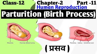 Parturition and Lactation  Human Reproduction  Embryology [upl. by Danby]