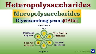 6 Heteropolysaccharides Glycosaminoglycans Carbohydrates Chemistry  Biochemistry [upl. by Adnawahs234]