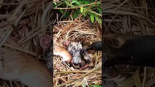 Greater coucal bird tries to bite a mouse in the nest [upl. by Ogdan]