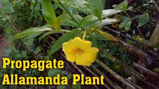 How to Propagate Allamanda Plant from Cutting  Grow Allamanda Plant with Update [upl. by Aklam]