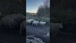 Working sheepdog in Scotland [upl. by Anastasius]