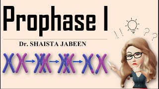 Prophase 1 Stages I Leptotene Zygotene Pachytene Diplotene Diakinesis I Meiosis1 I Recombination [upl. by Neik]