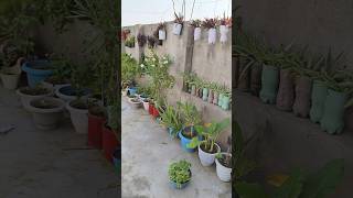 Vertical garden vertical gardening terrace plants garden [upl. by Adnilec260]