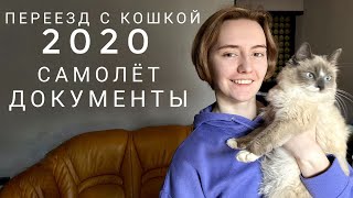 Переезд с кошкой на самолете  Belavia Airlines  Мой опыт  Февраль 2020 [upl. by Letnuhs]