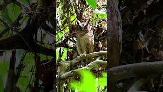 The Majestic Crested Owl Costa Rica’s Nocturnal Monarch [upl. by Aelram862]