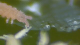 Extreme Close Up Of Springtails 🔍  Macro Videography  Panasonic  Raynox DCR250  Macro Shots [upl. by Lansing]