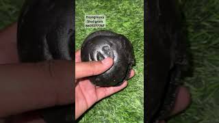 Hayagreeva Shaligram  Nepal gandaki nadi shorts youtubeshortsbhakti viralshort​⁠ [upl. by Ibrab623]