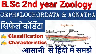 Cephalochordata and Agnatha Classification amp Characteristics  सिफेलोकॉर्डेटा वर्गीकरण एवं विशेषताए [upl. by Tuttle]