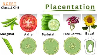 Biology NCERT Class11 Chapter5 Morphology of Flowering Plants  Placentation [upl. by Ferreby64]