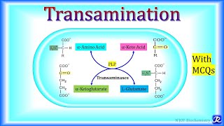 3 Transamination  Amino Acid Metabolism  Biochemistry  NJOY Biochemistry [upl. by Skelton]