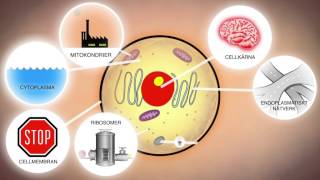 Celler och levande organismer NO [upl. by Noval312]