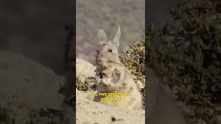 Viscacha The Charming HighAltitude Rodent of the Andes Mountains [upl. by Pestana770]