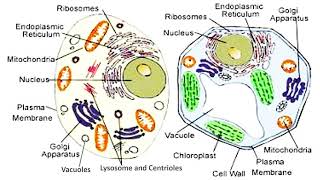 Structures of Animal Plant and Bacterial Cells [upl. by Annotahs939]