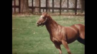 Secretariat Tribute  RIP Big Red [upl. by Weibel]