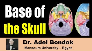 Base of the Skull Norma Basalis Bones and Foramina Dr Adel Bondok [upl. by Sashenka]