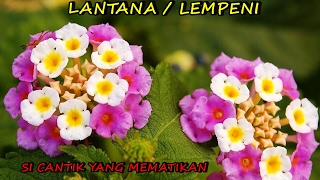 BUNGA CANTIK YANG MEMATIKAN LANTANALEMPENI [upl. by Allyce305]