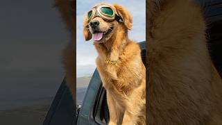 Why doggles are important for your dogs dog doglover dogshorts pets short troll youtubeshorts [upl. by Lissie248]