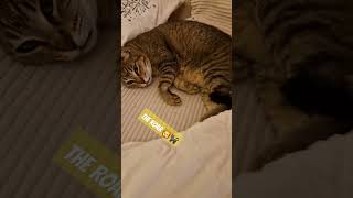 Roar  music cat shorts short youtubeshorts catlover lion trending [upl. by Eardnaed162]