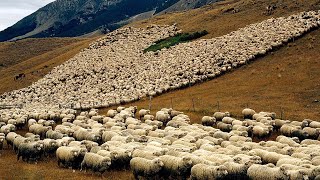 American Ranchers Raise Millions Of Animals IN THE DESERT This Way  Farming Documentary [upl. by Snowman]