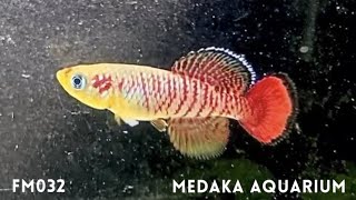 Nothobranchius guentheri Firework ／花火のようなノソブランキウス ギュンテリー（killifish／卵生メダカ） Shorts [upl. by Etheline]