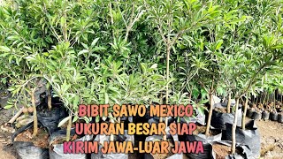 Bibit sawo jumbo mexico ukuran besar sudah berbuah [upl. by Adniles576]