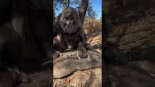 Fetter Affe in Afrika funny wird beim Essen geärgertlustiges Video tiere tiervideos tiervideo [upl. by Woolson191]