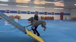 Thai Ridgeback Dog “Yunga”  Agility Training Class [upl. by Catrina54]