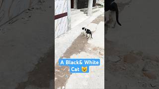 A Black amp White Cat 😺cat shorts animals [upl. by Esmeralda]